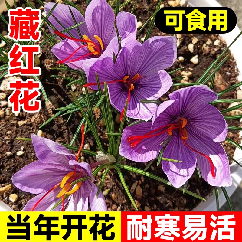 藏红花种球正宗西红花盆栽耐寒耐冻花卉番红花种子苗室内室外种植