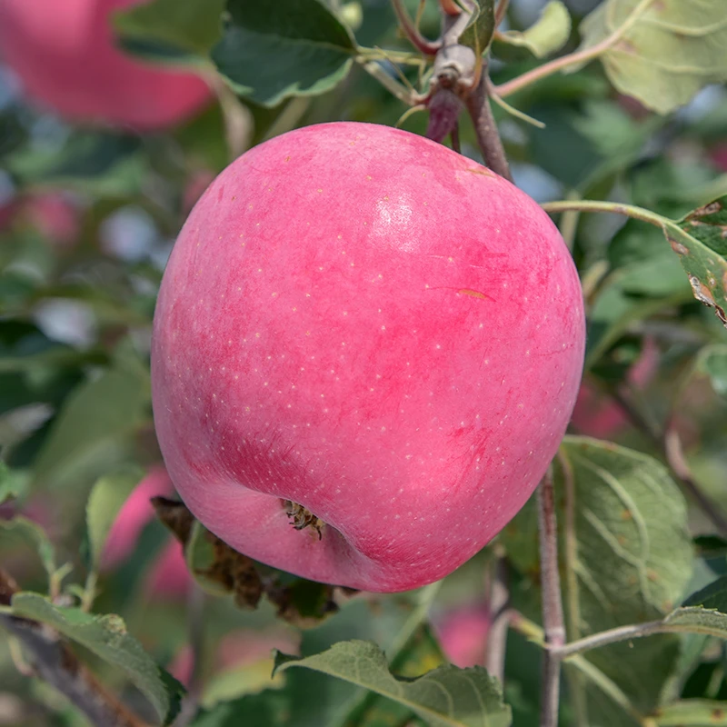 顺丰2024年甘肃静宁红富士苹果新鲜现摘现发当季新苹果有机肥种植