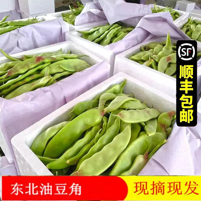 东北正宗油豆角新鲜蔬菜辽宁一点红油豆角面豆角开锅烂豆大包邮