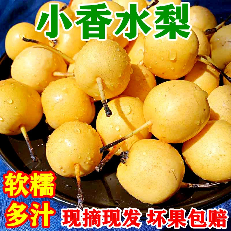 正宗小香水梨新鲜水果软糯多汁酸甜孕妇辽宁特产非南果梨整箱包邮