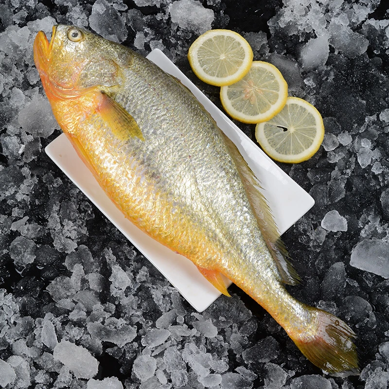 宁德大黄鱼约500-600g/条