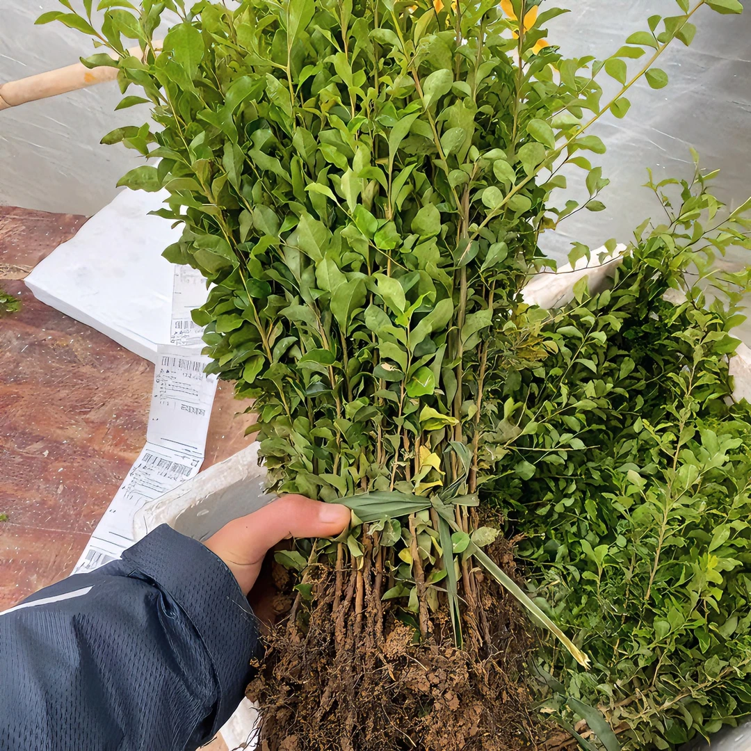2号链接金弹子盆景小苗素材白色春季带土栽培裸根开花修剪栽种