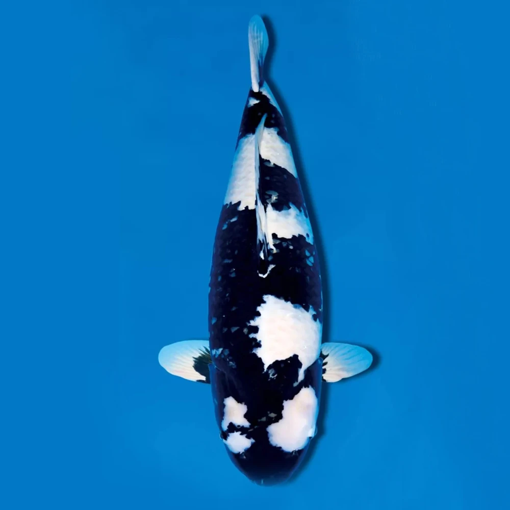 直播间锦鲤改价链接，没有主播引导勿拍，白金黄金黑金普身蝴蝶鲤