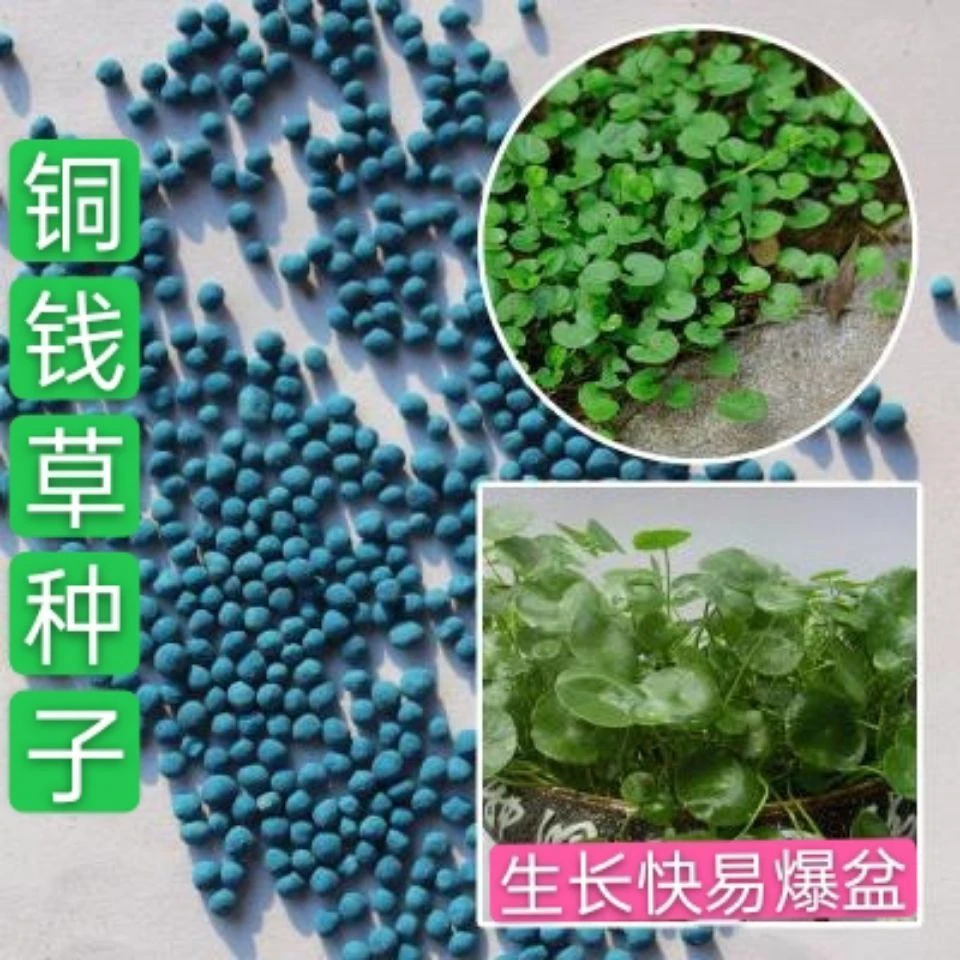 【5天发芽】铜钱草红马蹄草草籽 大小对叶种子 荷花种子 四泡沫新种