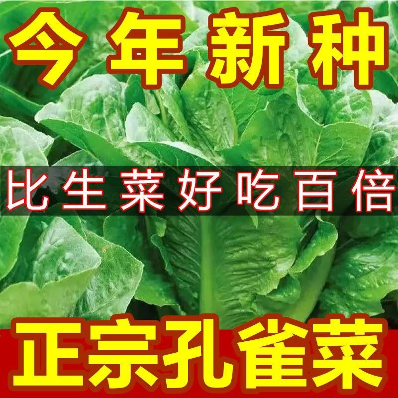 【开春亏冲】孔雀菜种子一年四季种可生吃高营养直立生菜种花盆新种