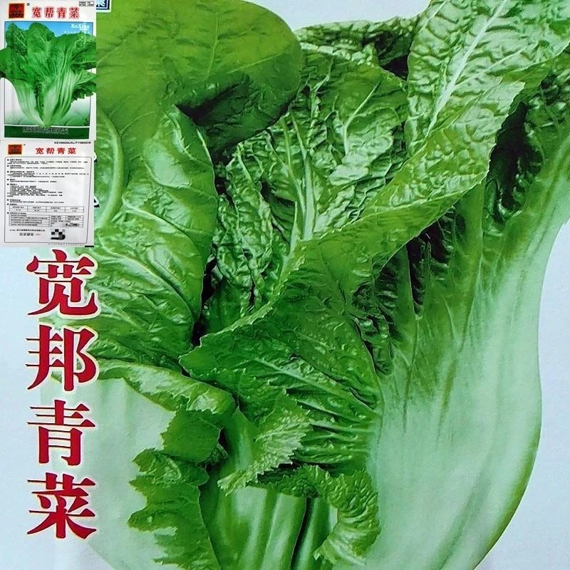 秋冬耐寒宽帮青菜种子酸菜腌菜种子四川大叶宽帮青菜芥菜