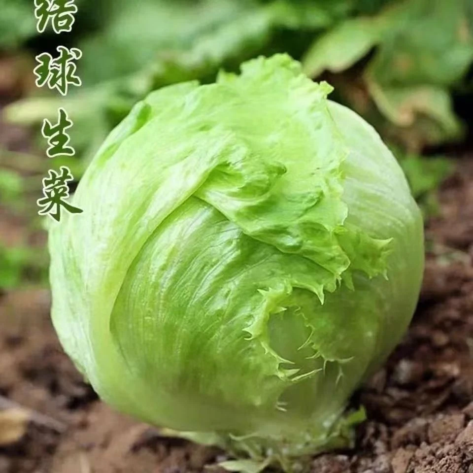 结球生菜种子奶油包心生菜四季包头西生菜脆甜四季新种