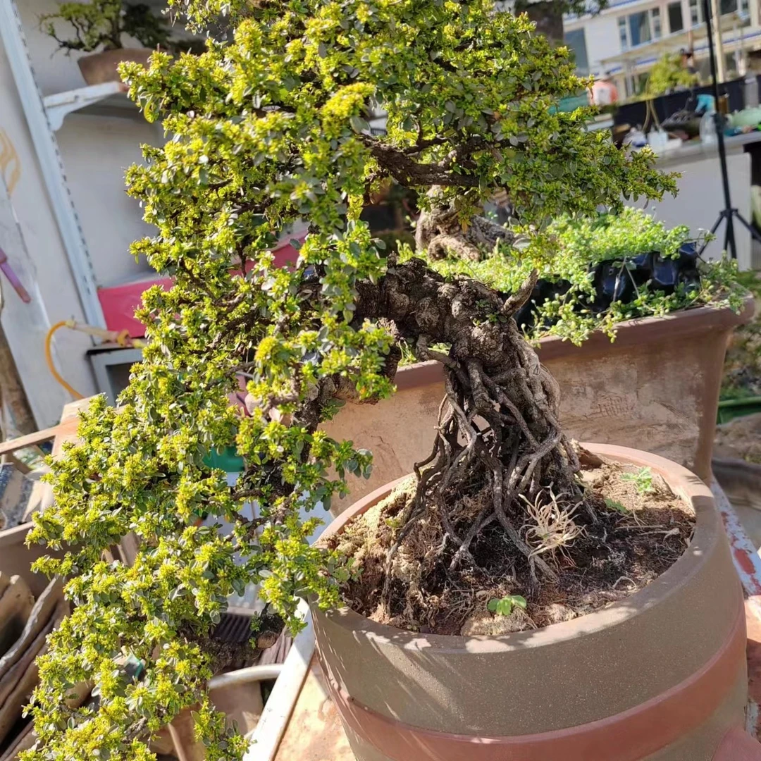 老鹰刺中小微盆景