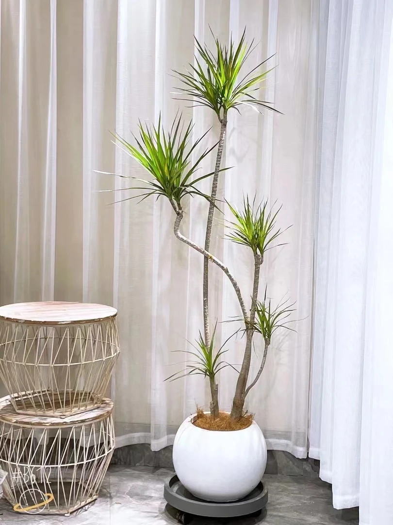 千年木（一物一拍）高端室内绿植百搭网红绿植易养护简约风原盆发货