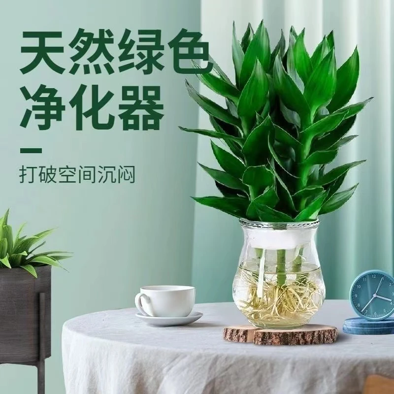 【带根发货】观音竹水培粗枝富贵竹办公室餐桌清新美观绿植盆栽