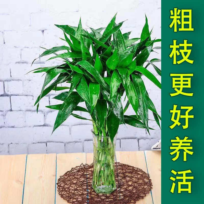 【粗枝】85-90公分高10颗/20颗精品富贵竹绿植水养招财竹批发