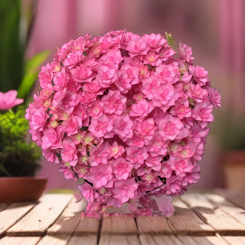 《太阳神殿大花绣球花》盆栽庭院阳台新手易养护种植新手好养护