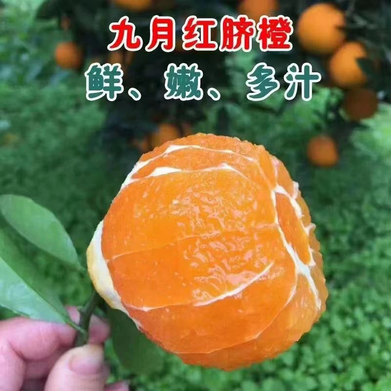 【京东快递】湖北秭归九月红果冻爆汁脐橙现摘现发新鲜橙子果肉细嫩