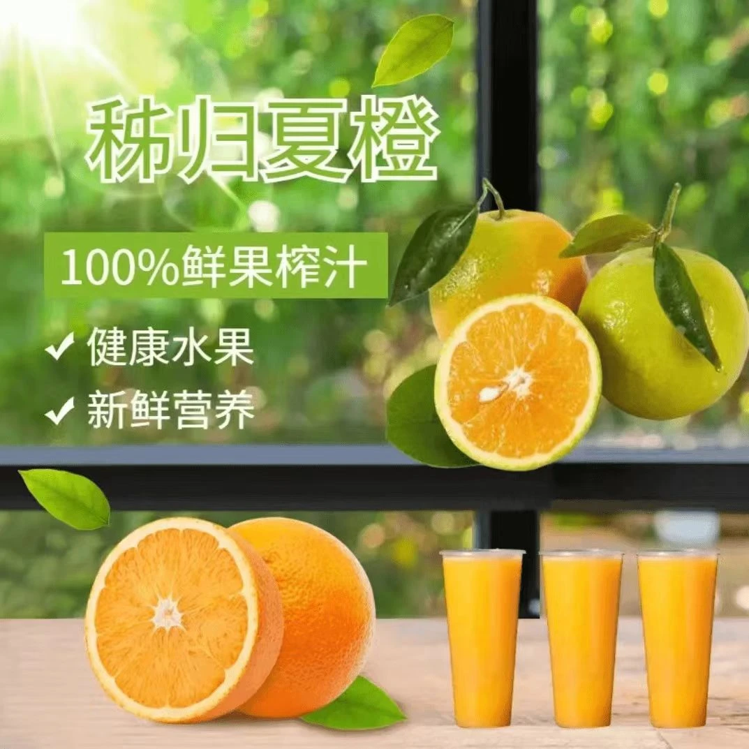 湖北秭归夏橙新鲜橙子榨汁橙皮薄多汁果园现摘现发