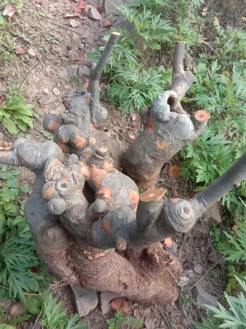 嵩县花友汇花皮榆盆景定金