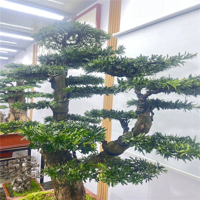 绿植罗汉松 好看的罗汉松