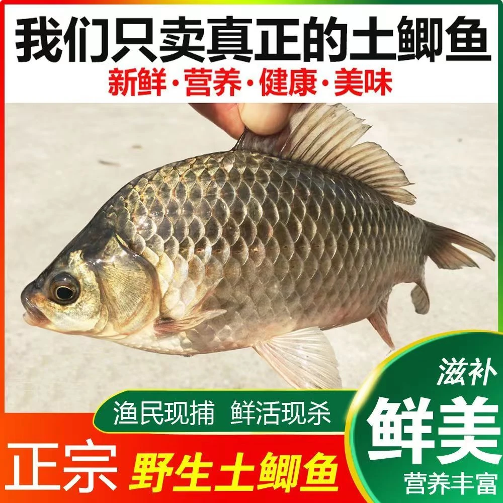 （宰杀发货）大号野生鲫鱼每斤2条 拍5斤送4斤 真空锁鲜顺丰冷链
