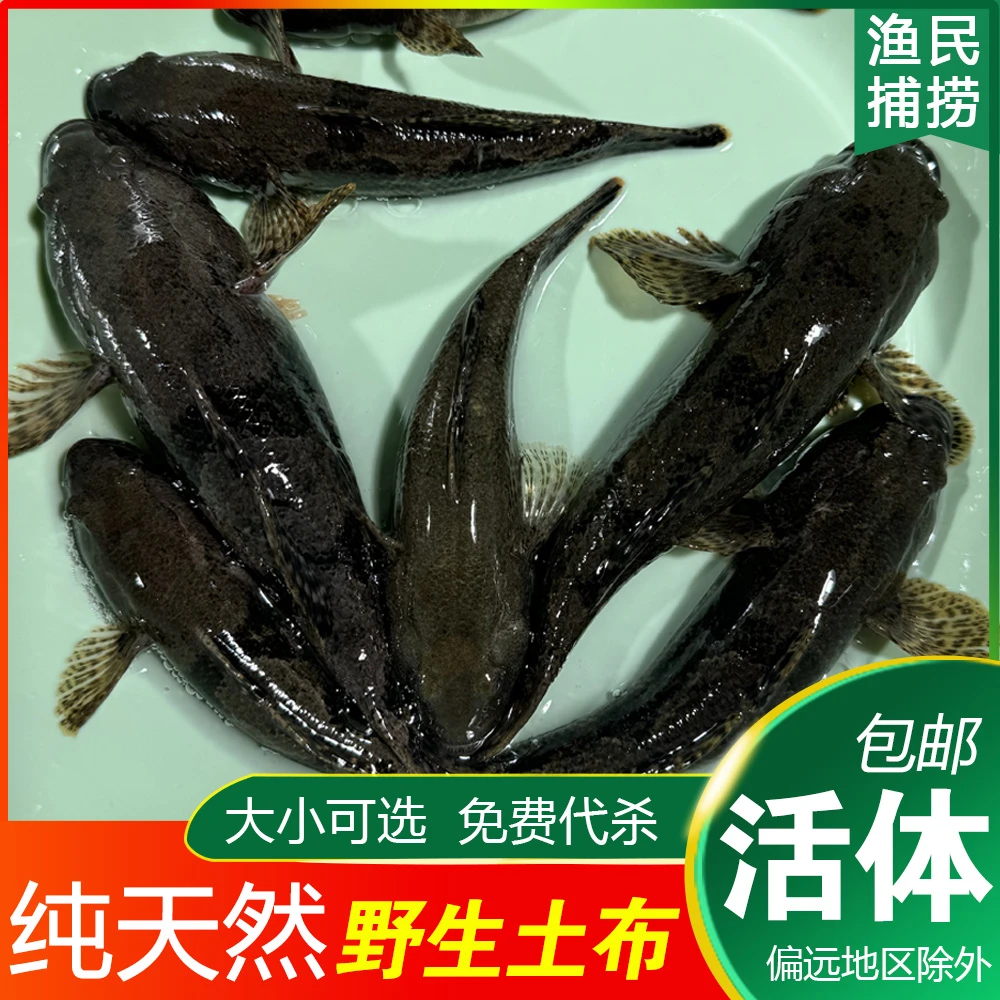 纯野土布鱼 呆子鱼虎头鲨沙塘鳢 滋补新鲜 原生态渔民现捕