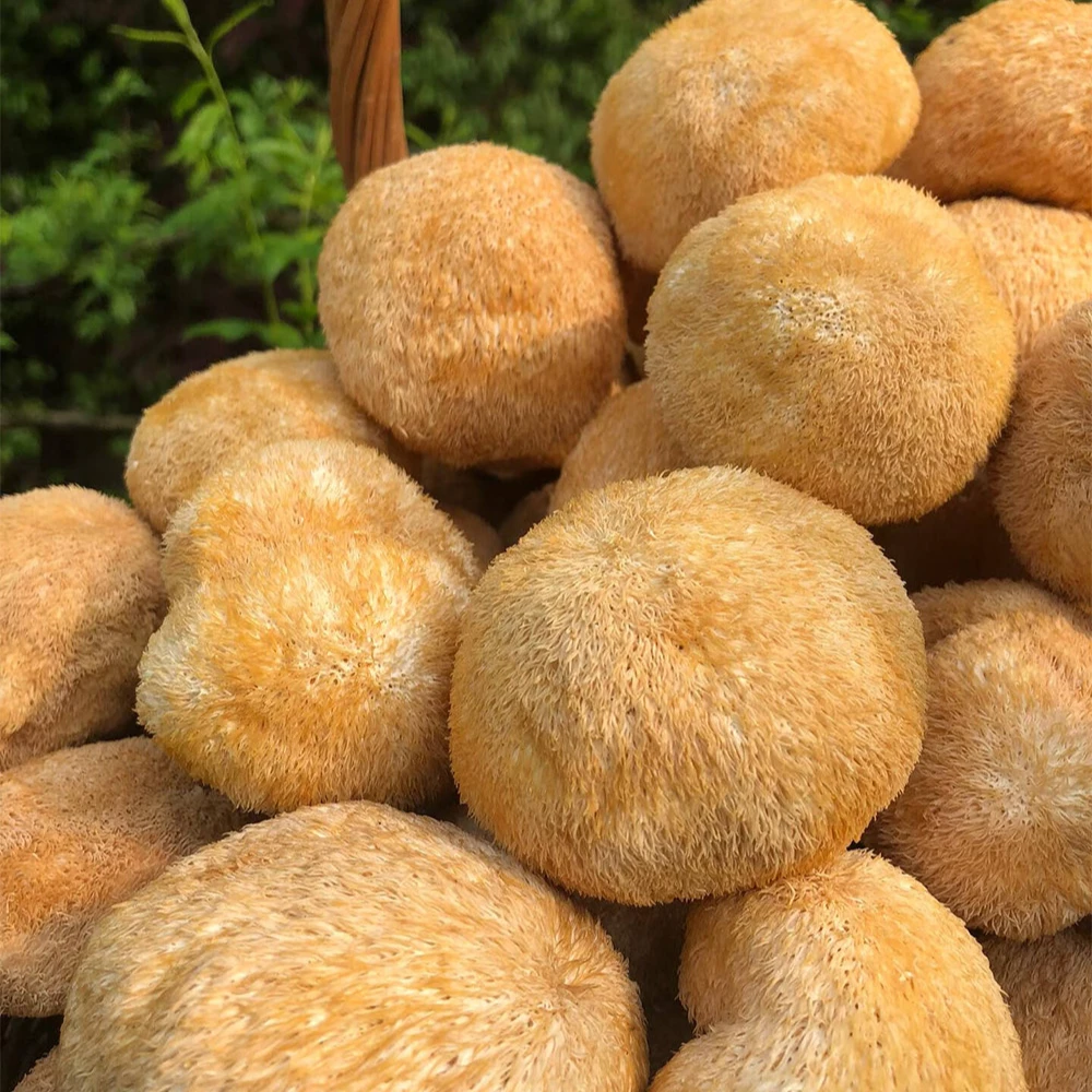 猴头菇干货煲汤养胃中药材