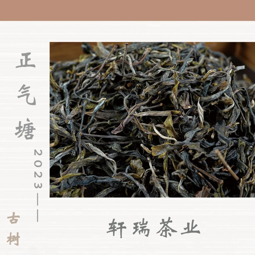 2023年正气塘普洱古树茶生茶头春头采普洱茶品质茶叶袋装散装老茶