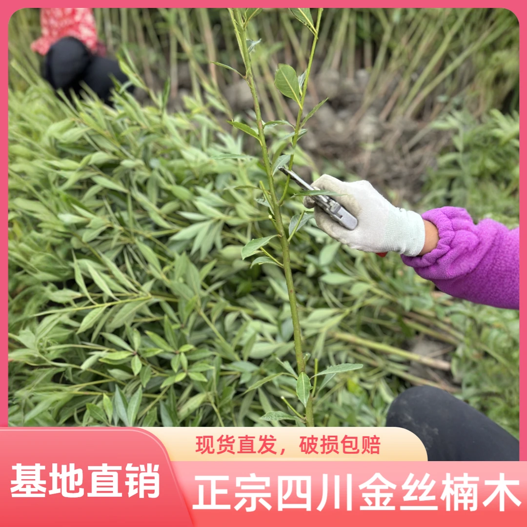 正宗四川金丝楠木基地