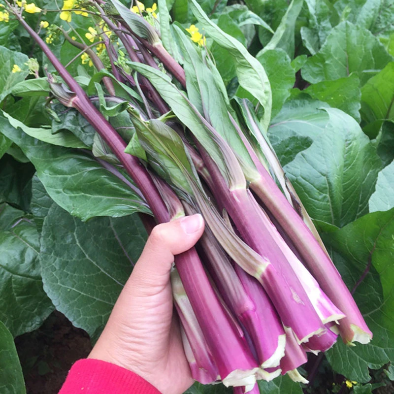 洪山新鲜现摘5斤装红菜苔新鲜现发湖北特产武汉打霜紫菜薹油菜台