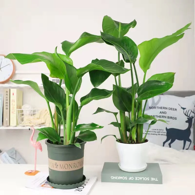 天堂鸟盆栽桌面室内植物鹤望兰大客厅办公室花卉网红绿植四季常青
