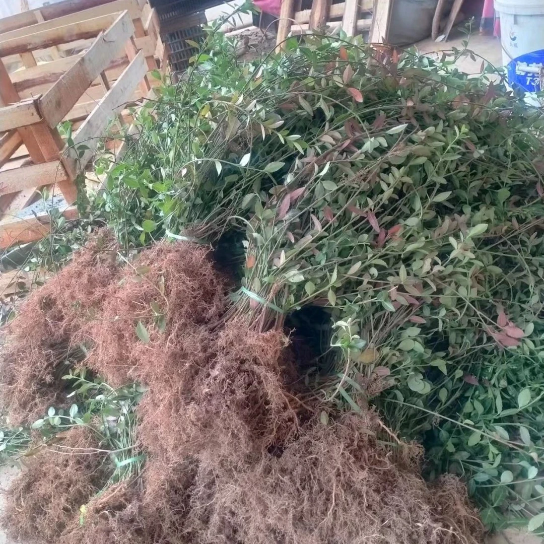 超耐寒可垂直爬藤花卉小叶扶芳藤滕攀绿植四季常青可护坡绿化
