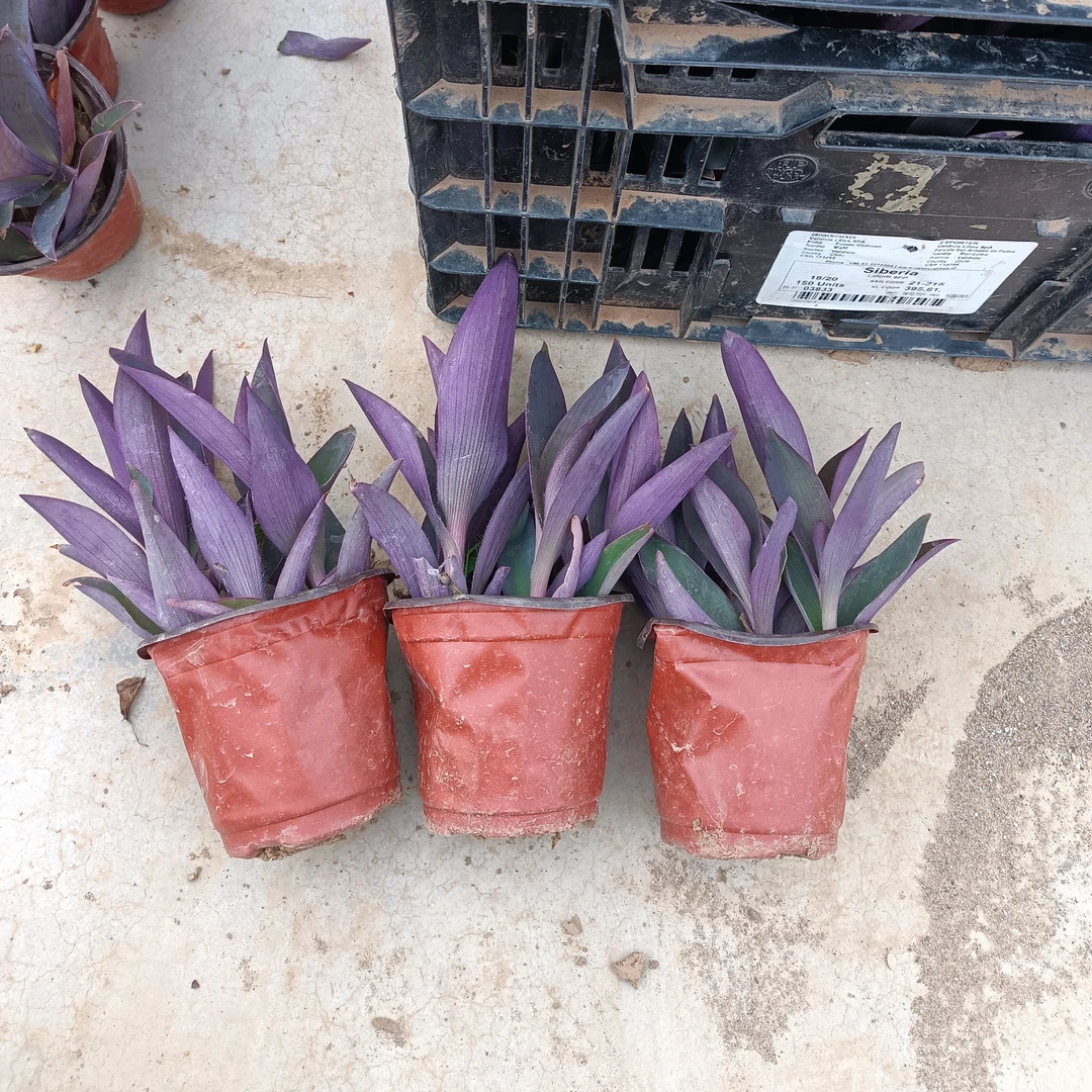 紫竹梅盆栽花苗室内庭院花卉植物盆栽紫色吊兰紫罗兰好养金边吊兰