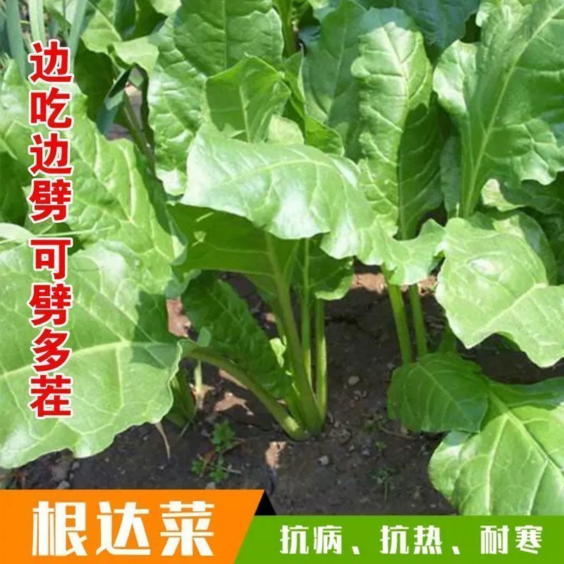 【5天出芽】(当季新种)根达菜种子籽耐热耐寒盆栽君子菜春秋四耐热