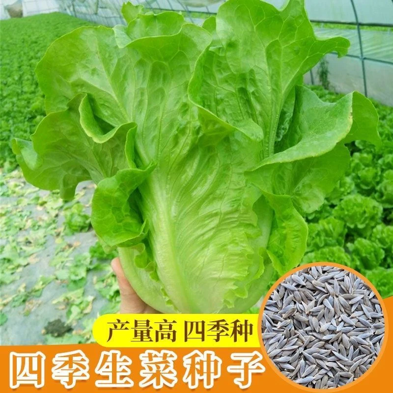 生菜种子意大利生菜耐抽苔耐热耐寒夏秋四季青萝卜夏季