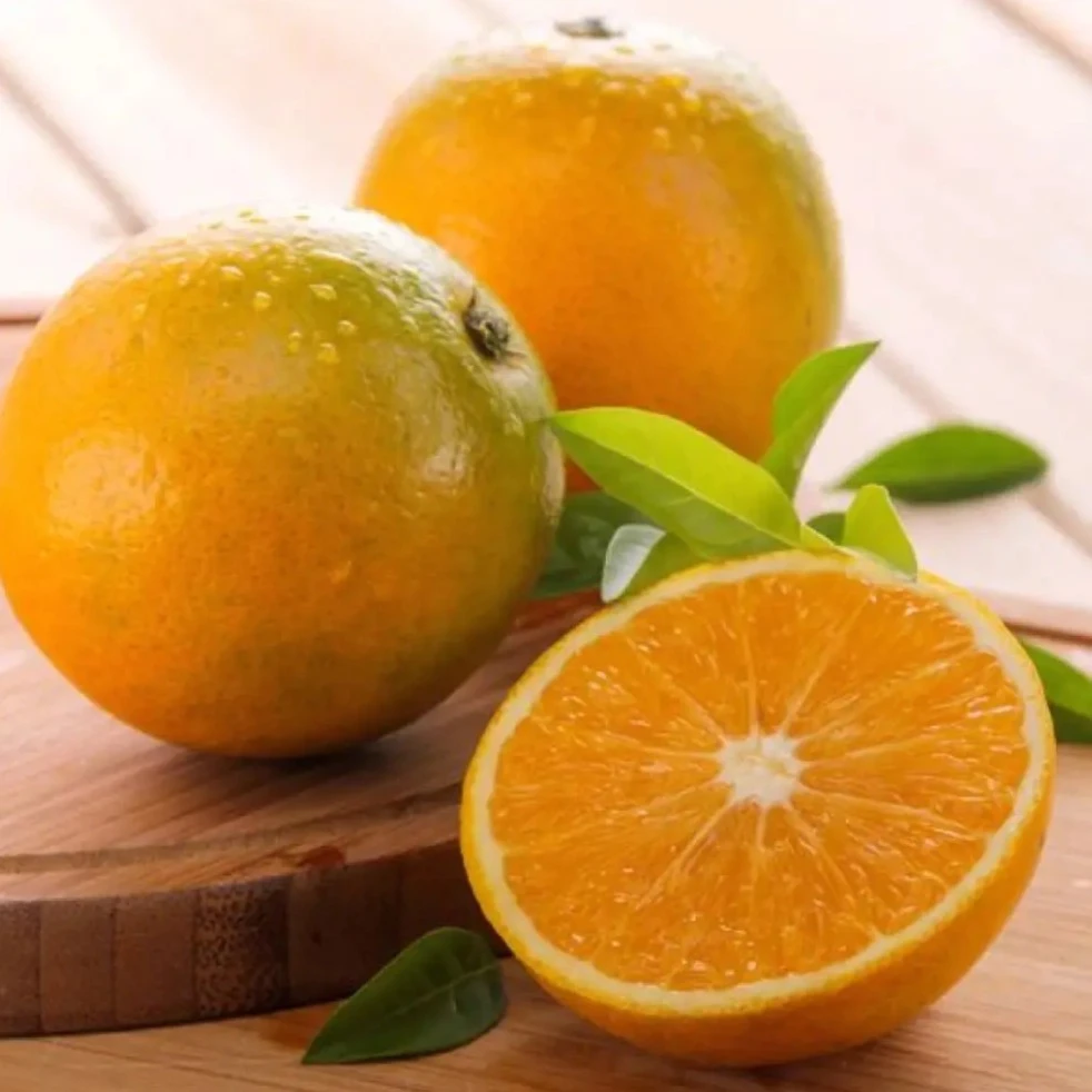 冰糖橙苗 纯甜无酸 橙子口感天花板 纯甜品种