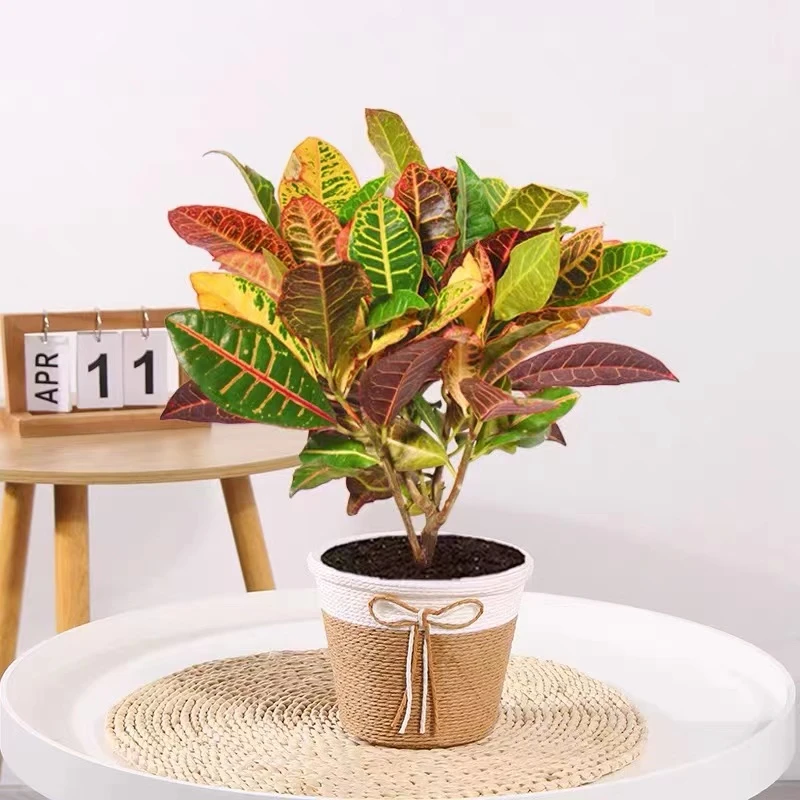 【招财轮运】七彩变叶木盆栽阳台绿植招财转运植物变色木花卉彩盆景