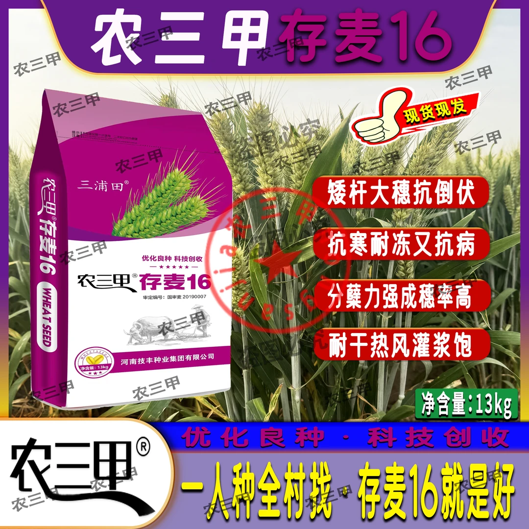 国审麦种（存麦16）矮杆大穗抗抗倒产量高杂交