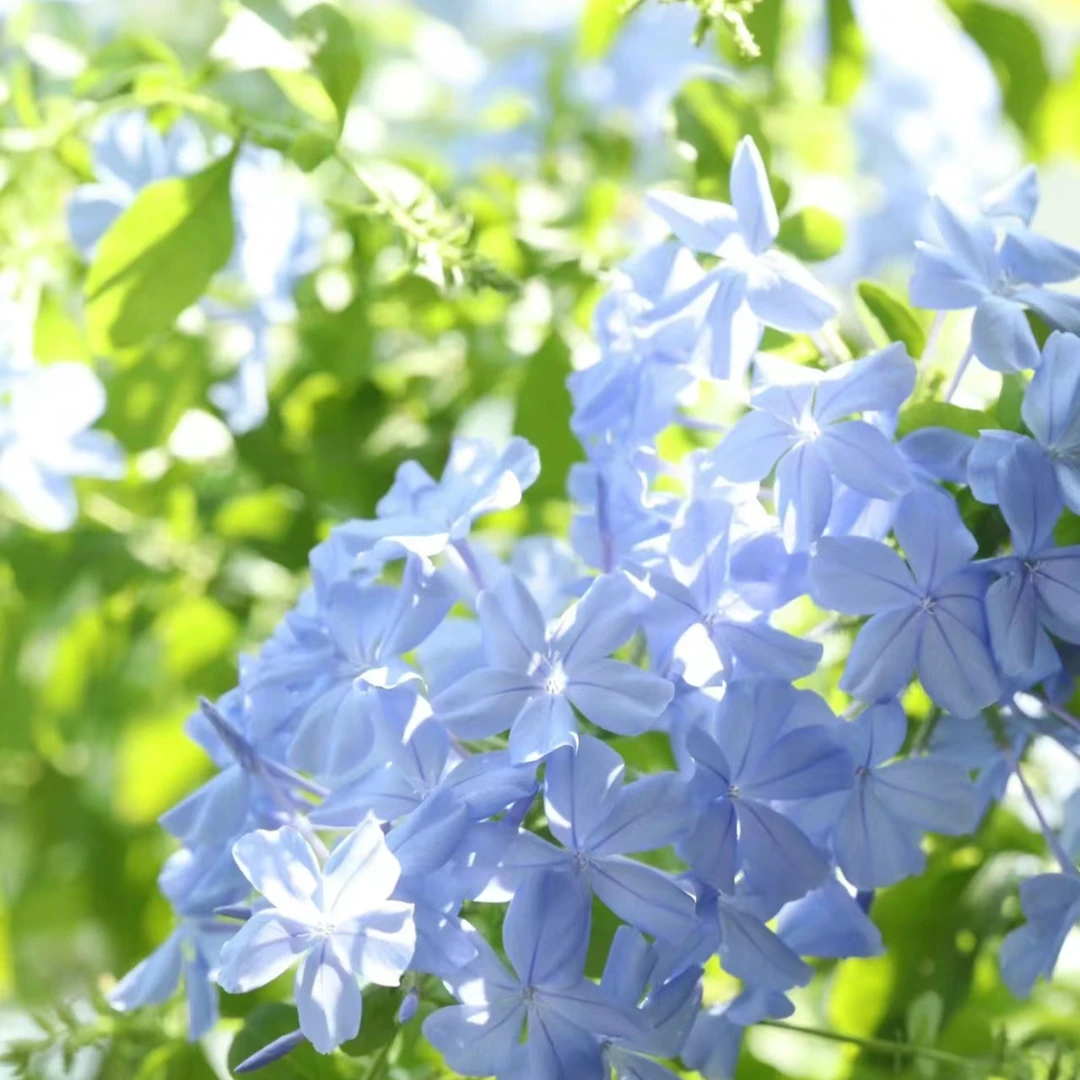 蓝雪花盆栽 耐高温耐热耐晒花园庭院可攀援爬藤夏季爆花花量大