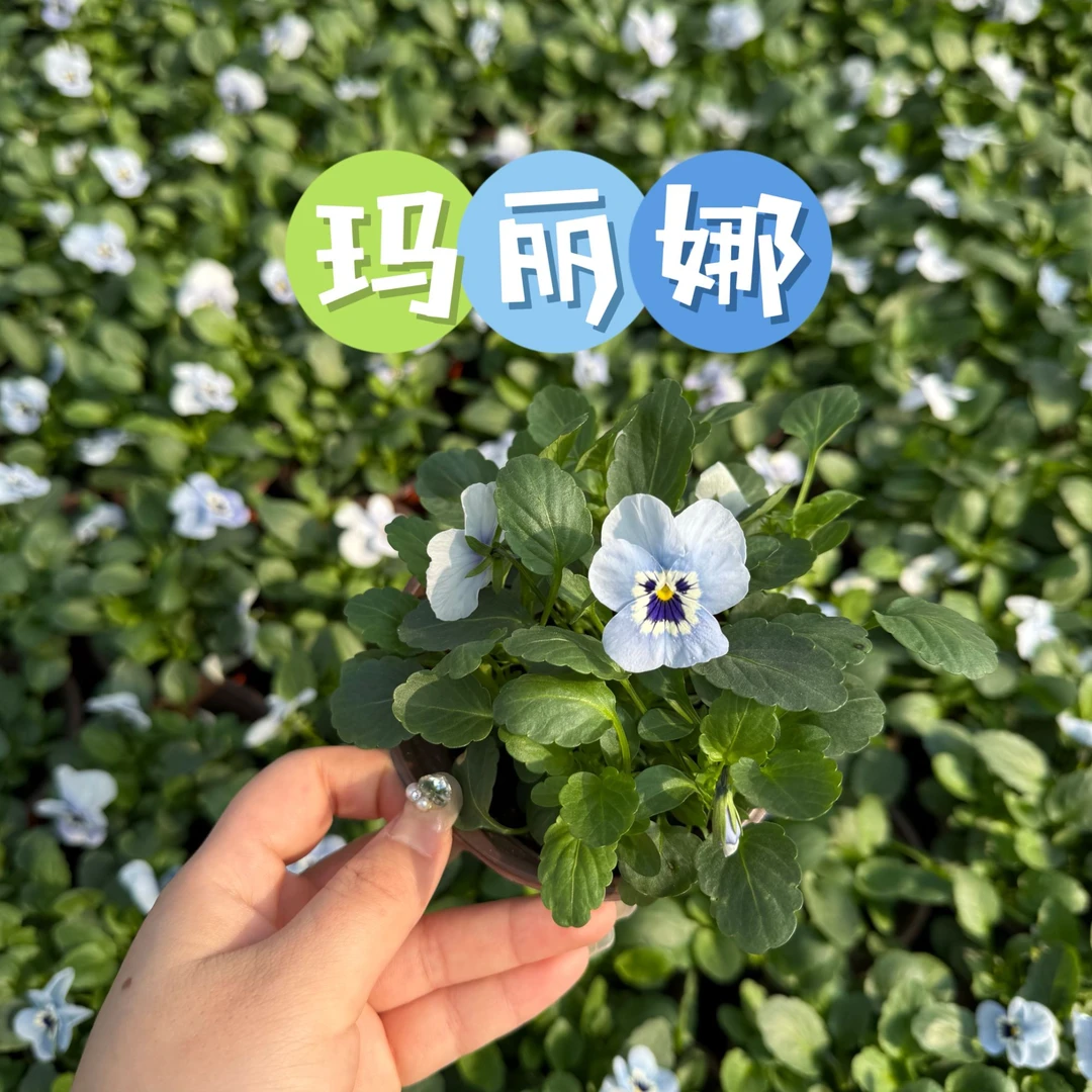 【4盆包邮】110#盆角瑾 耐寒花期长果汁冰糕小钱币系列 多色可选