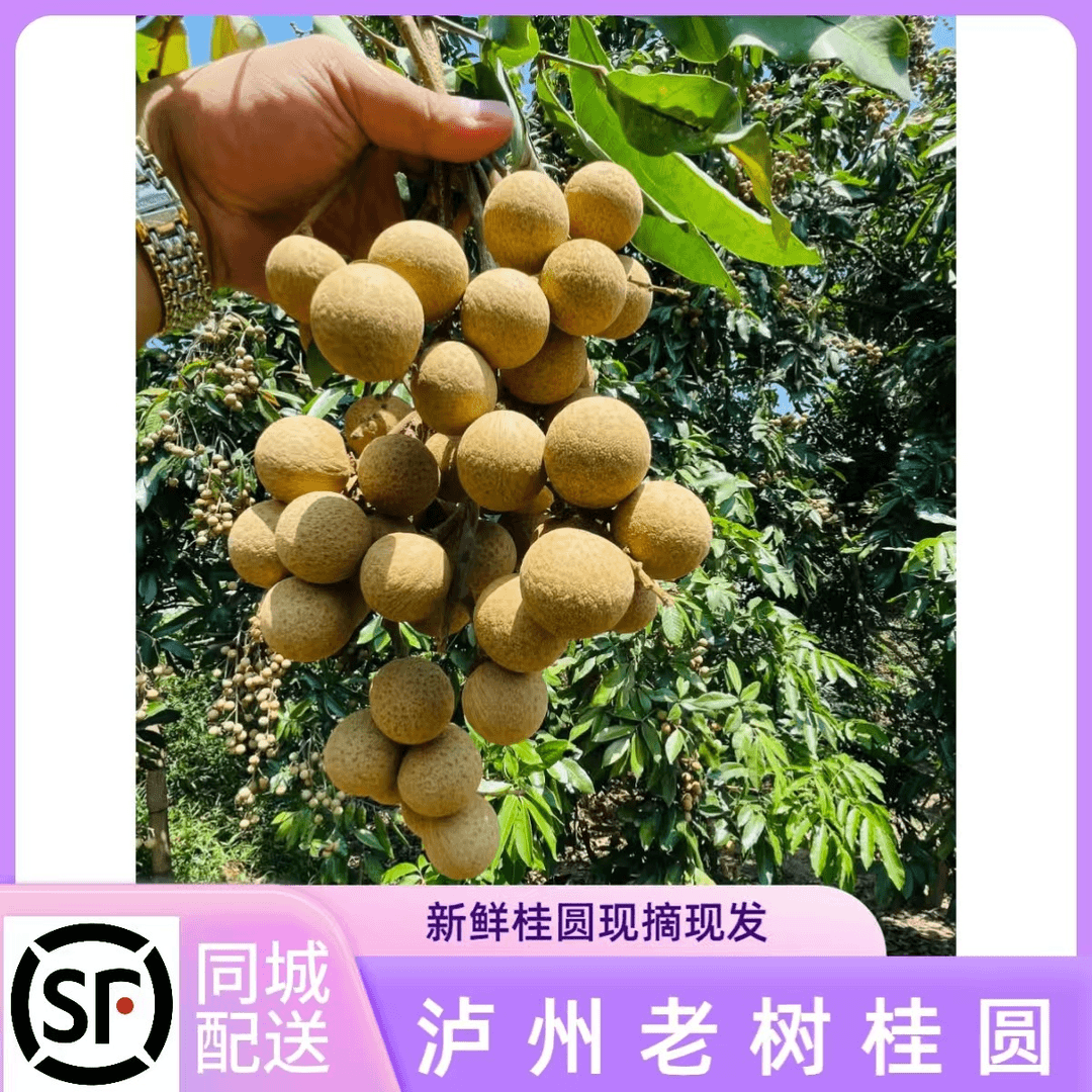 泸州桂圆（需要快递的加sgd8886663）