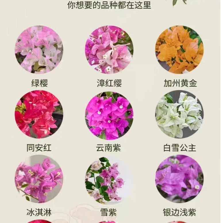 【三角梅】一物一拍改价链接