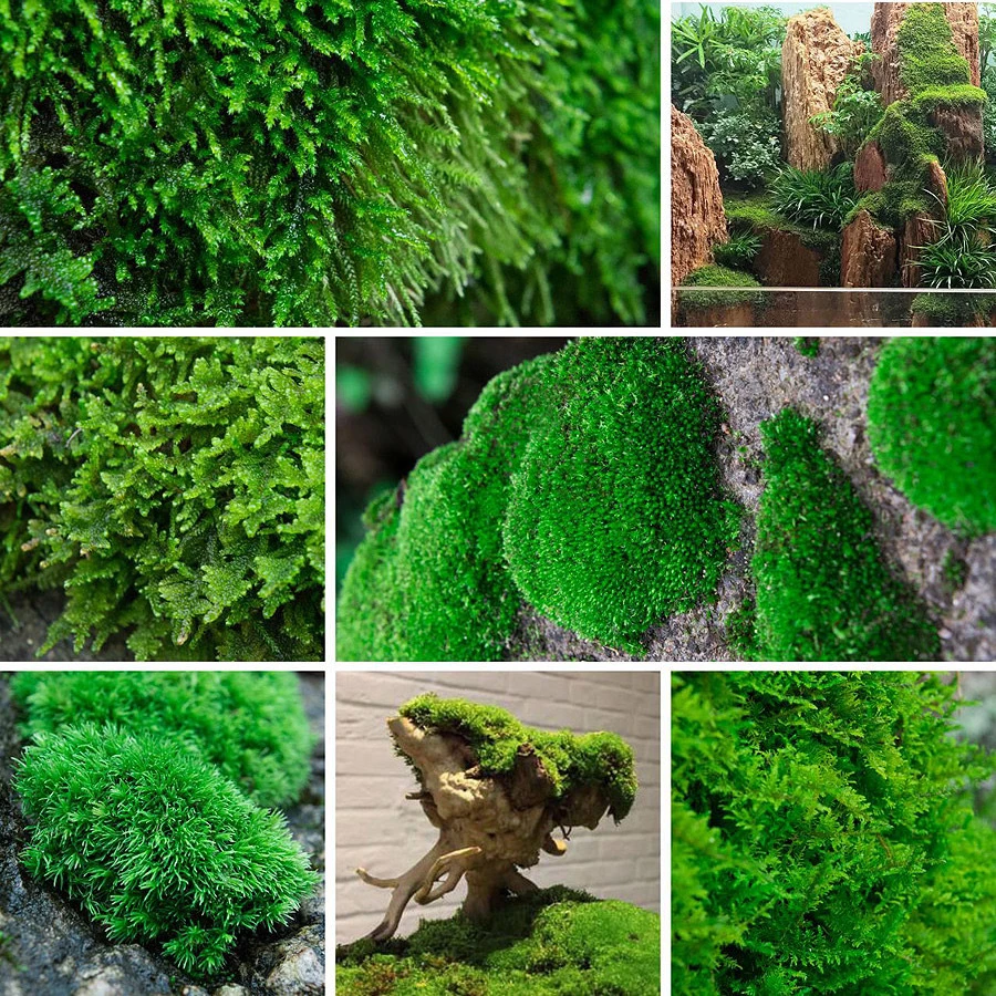 鲜活苔藓微景观植物盆景盆栽白发藓假山草造景材料