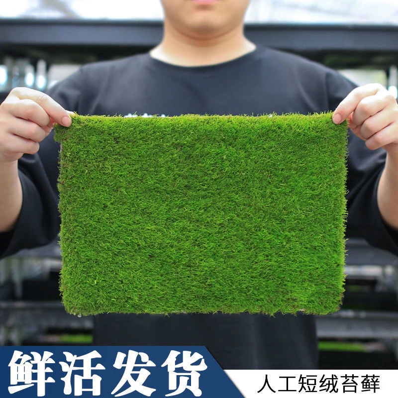 人工培育鲜活纱布苔藓庭院造景吸水石青苔盆栽植物短绒苔藓盆景