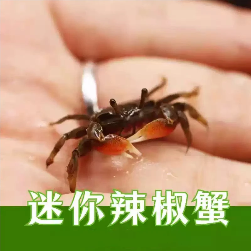迷你辣椒蟹宠物鱼缸观赏淡水活体草缸除藻蟹相手豹点蝴蝶溪蟹包邮