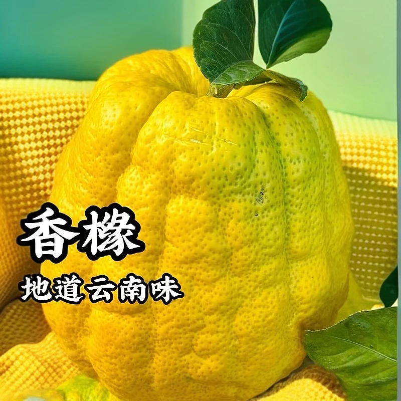 云南香缘新鲜香橼水果农家种现摘精选香园大果非金华佛手柑