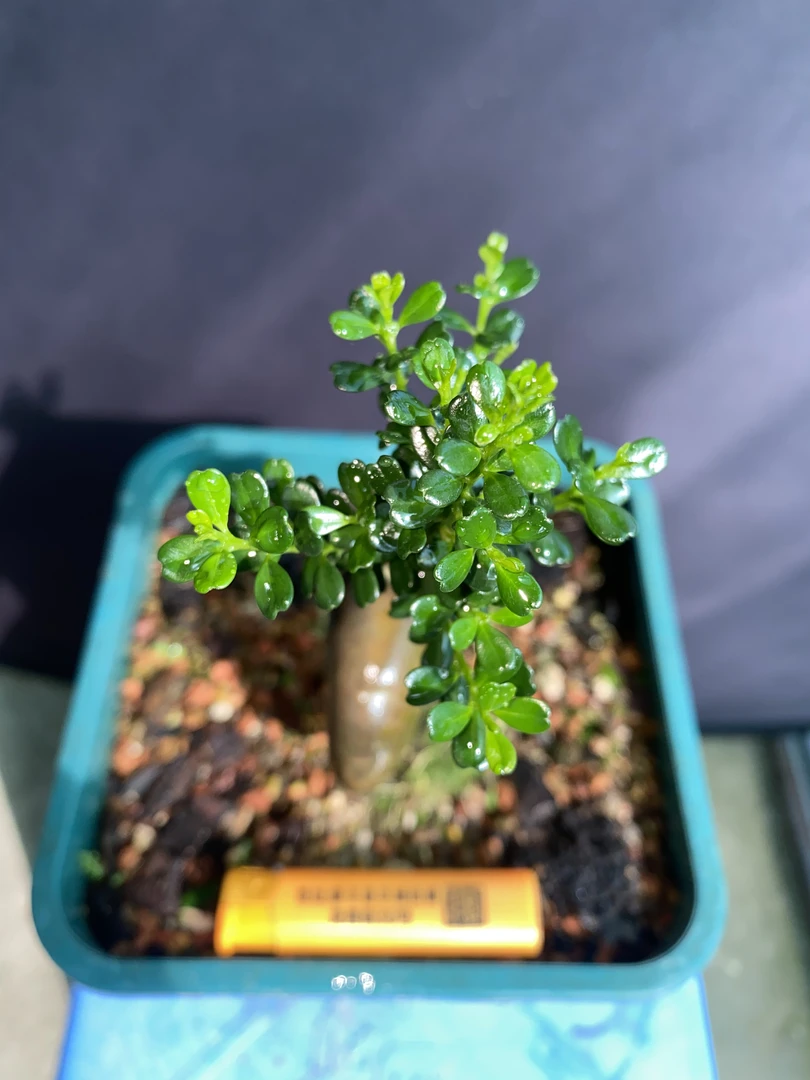 凤米赛珍珠精品桩