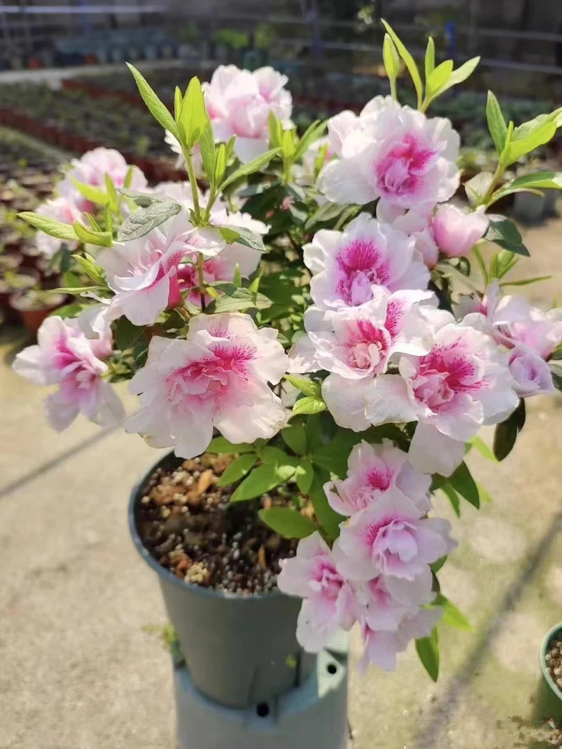 进口品种东洋杜鹃花【千重大粉】粉色重瓣大花型淡淡清香味花卉绿植