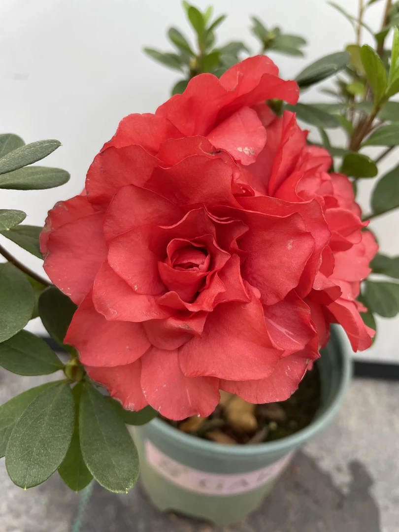 进口品种杜鹃花：绯碧朱砂 红色重瓣大户型超长花期