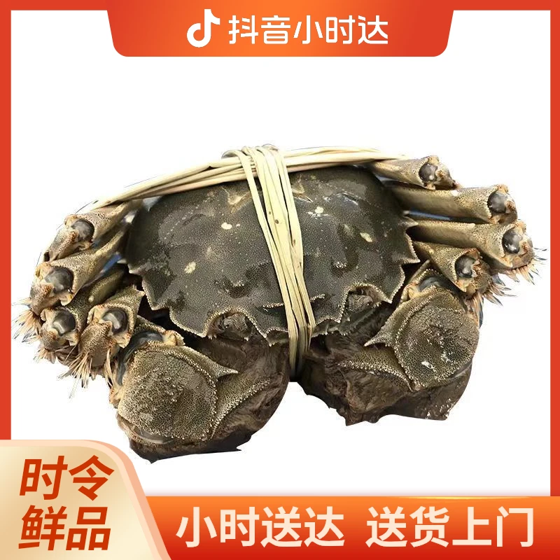 鲜活大闸蟹1.5两母1只(65g~85g)(5只起送）