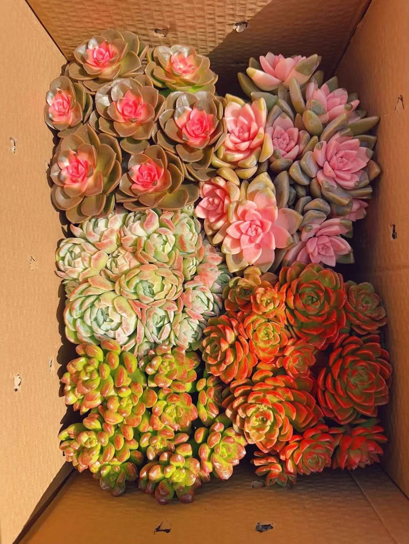 W满满一大箱 全部挑好的带盆带土发云南基地直发适合新手阳台好养