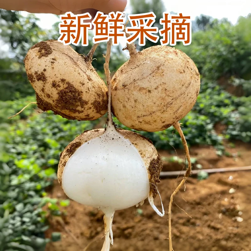 贵州高山本地地瓜凉薯
