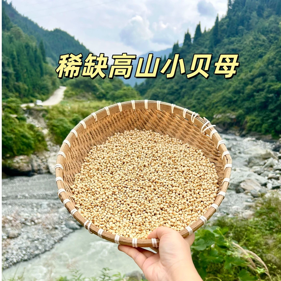 贝母 四川 山货 精选高山稀缺小贝母 新货 怀中抱月 晾晒 无熏硫