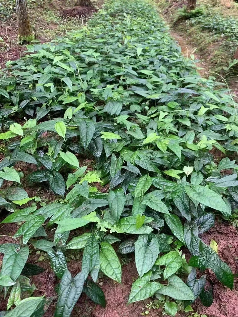 优质金果榄训化(1)年苗，量大优惠(私)（送技术资料）